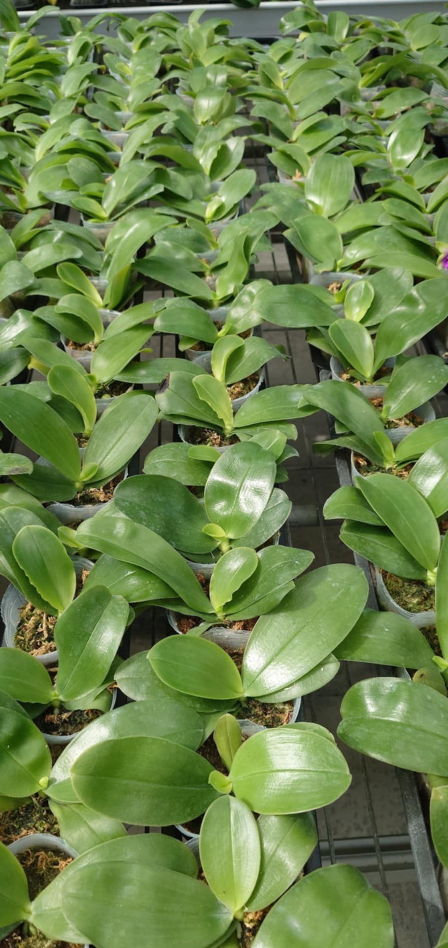 Multiple Phal. bellina Pink x sib plants in nursery trays, ready for shipping in 2.5-inch pots for home and garden orchid collections.