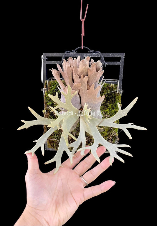 Platycerium Willinckii silvery Dwarf spore “Mutate”