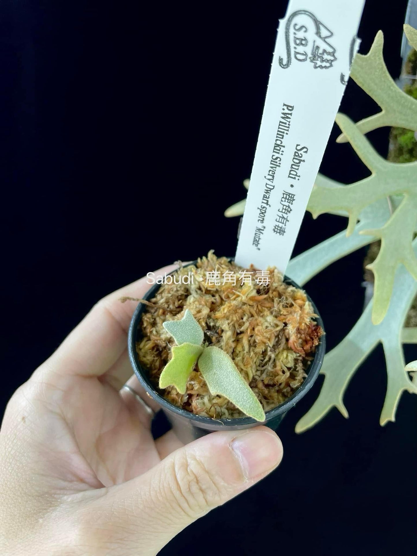 Platycerium Willinckii silvery Dwarf spore “Mutate”