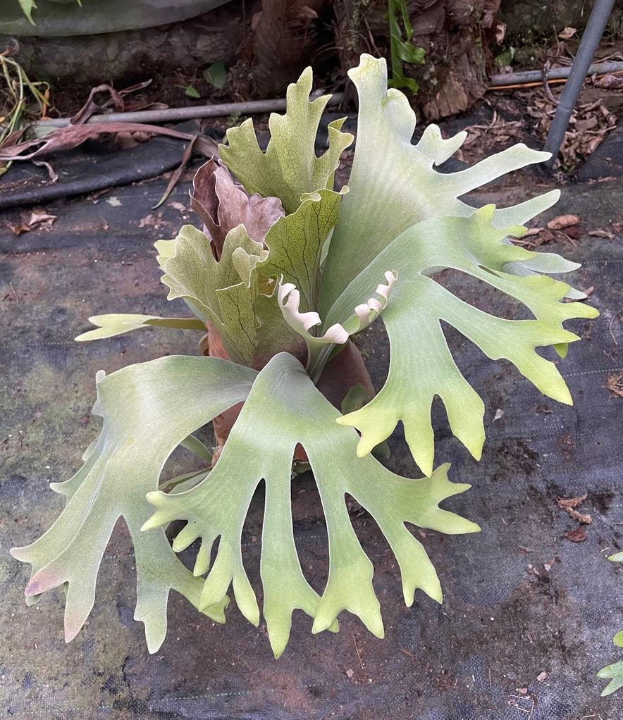 Platycerium Aor Chao