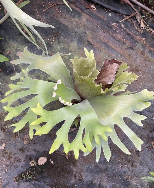 Platycerium Aor Chao