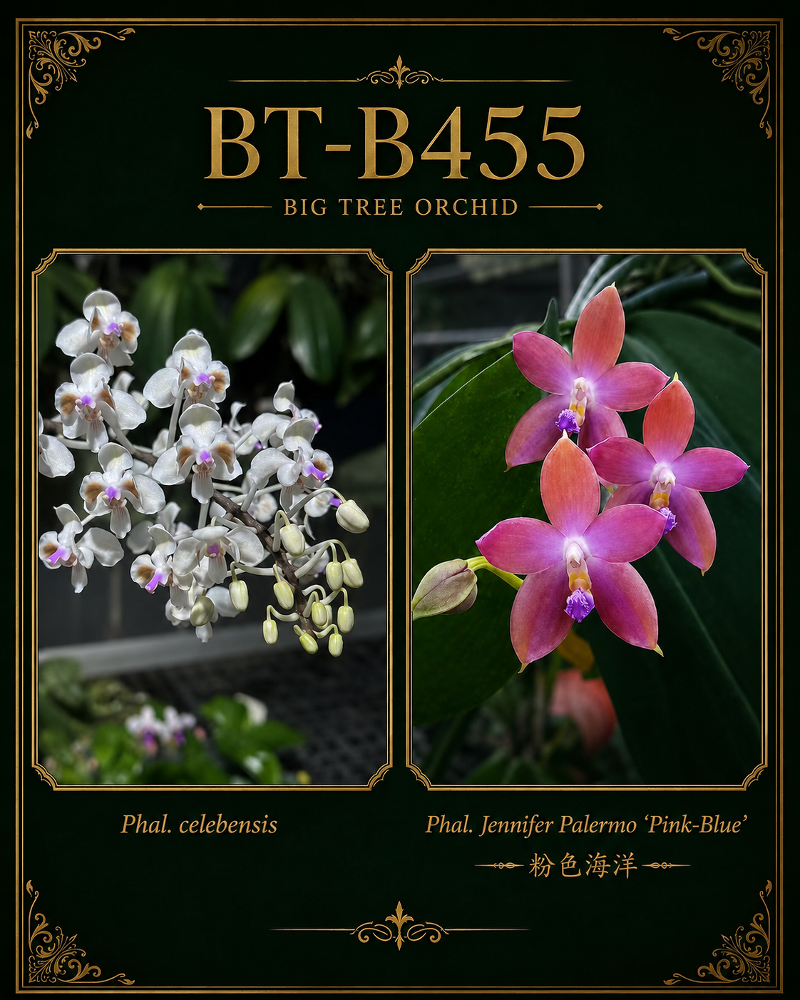 Phalaenopsis (celebensis x Jennifer Palermo ‘粉色海洋’)
