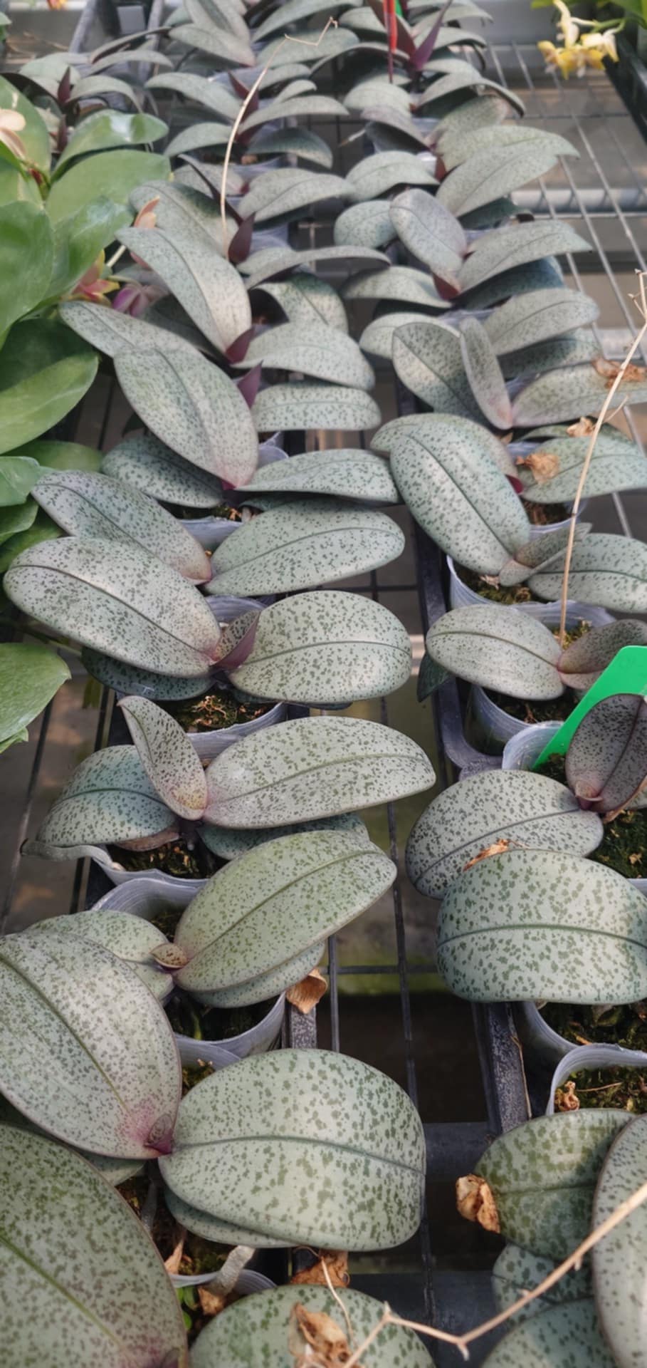 Young Phal. schilleriana “YL101” plants with mottled green leaves growing in nursery pots, great for orchid collectors and indoor gardening enthusiasts.