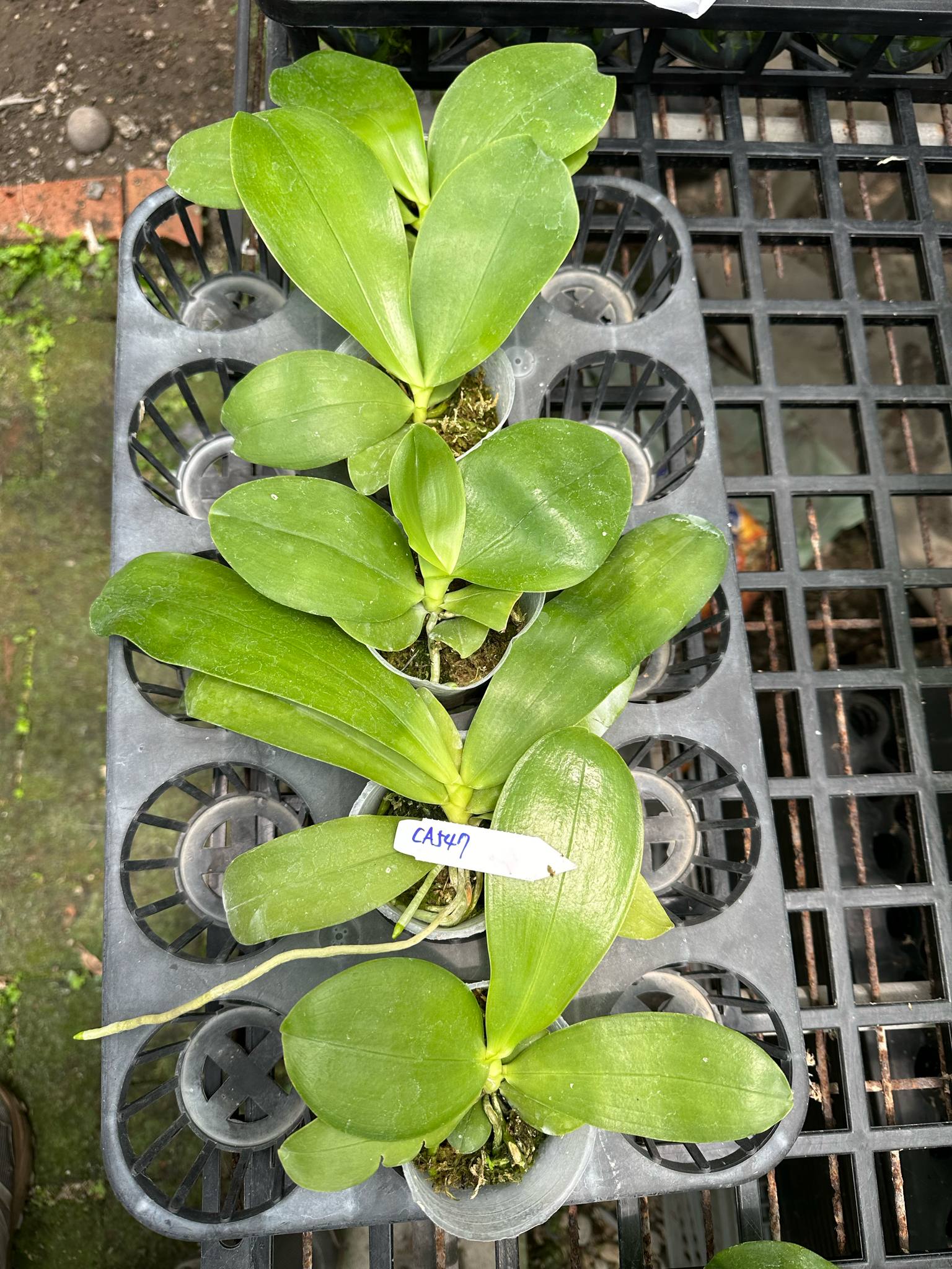 HCorchids