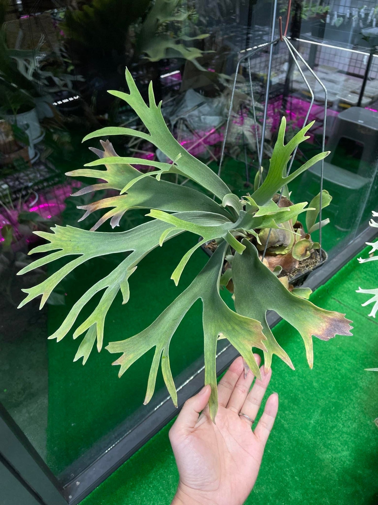 Platycerium White Wing select #2