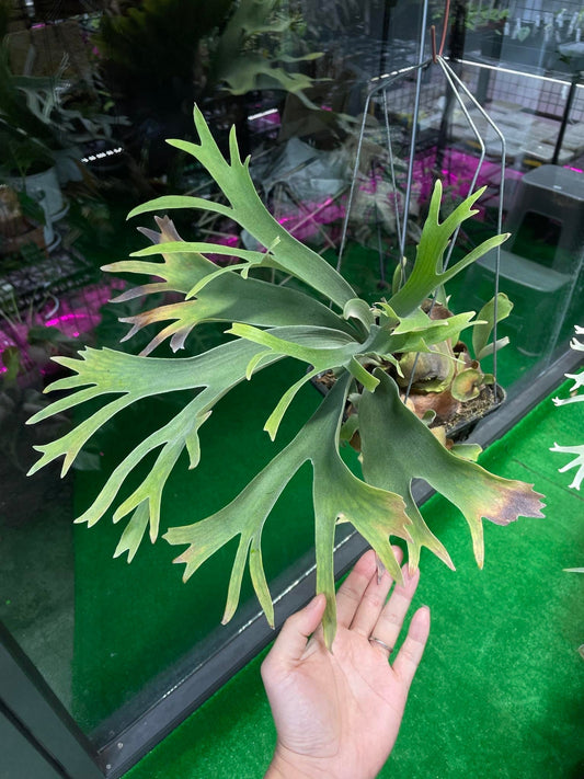 Platycerium White Wing select #2