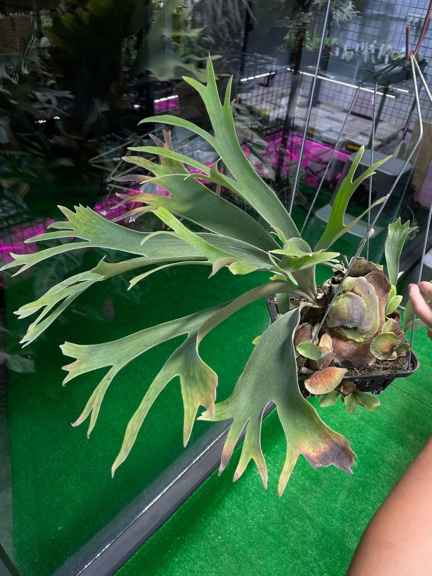 Platycerium White Wing select #2