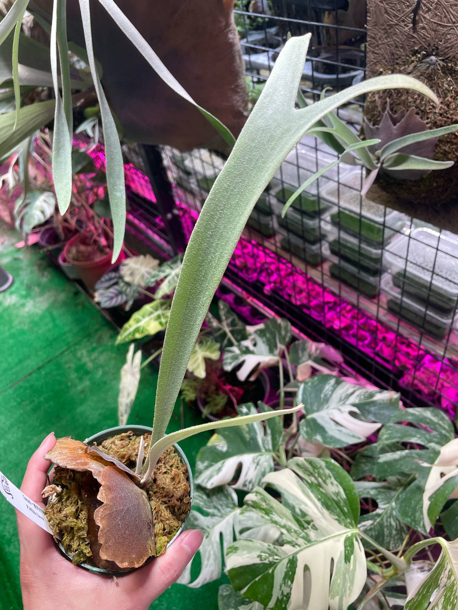 Young Platycerium White Hawk Willinckii in pot with shield frond and upright fertile frond, ideal for rare plant collectors and indoor gardens.