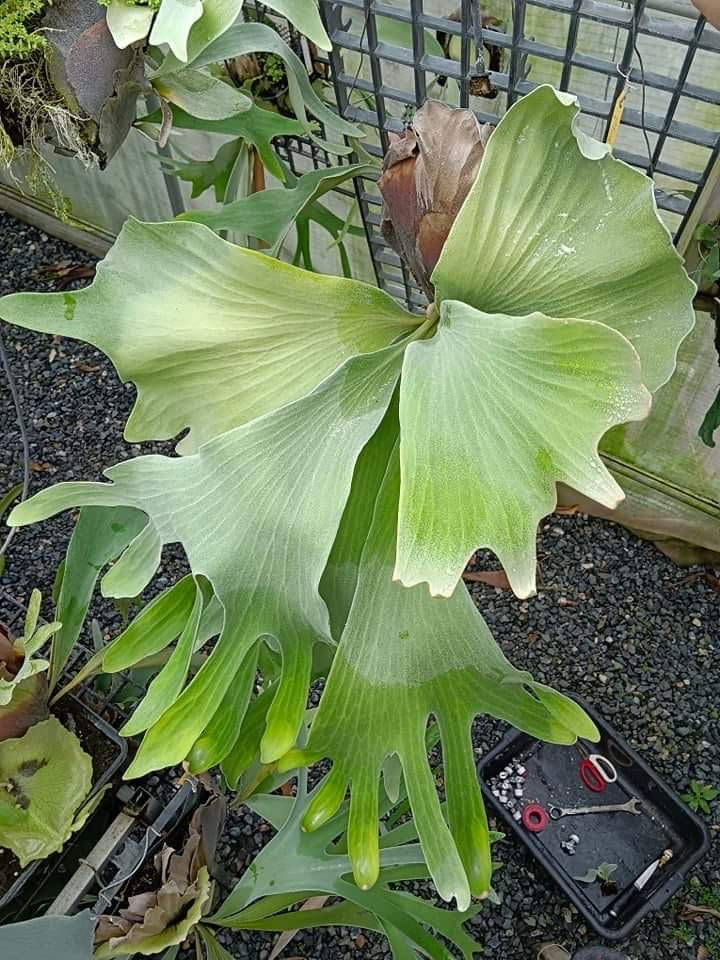 Mature Platycerium Butterfly Moon Willinckii with wide, lobed fronds displayed in a garden setting. Ideal for rare plant collectors.