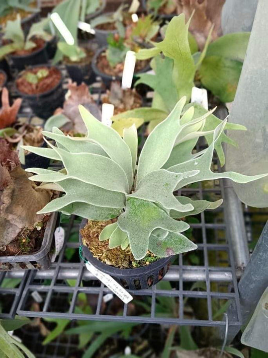 Platycerium Lemonei No shield #3