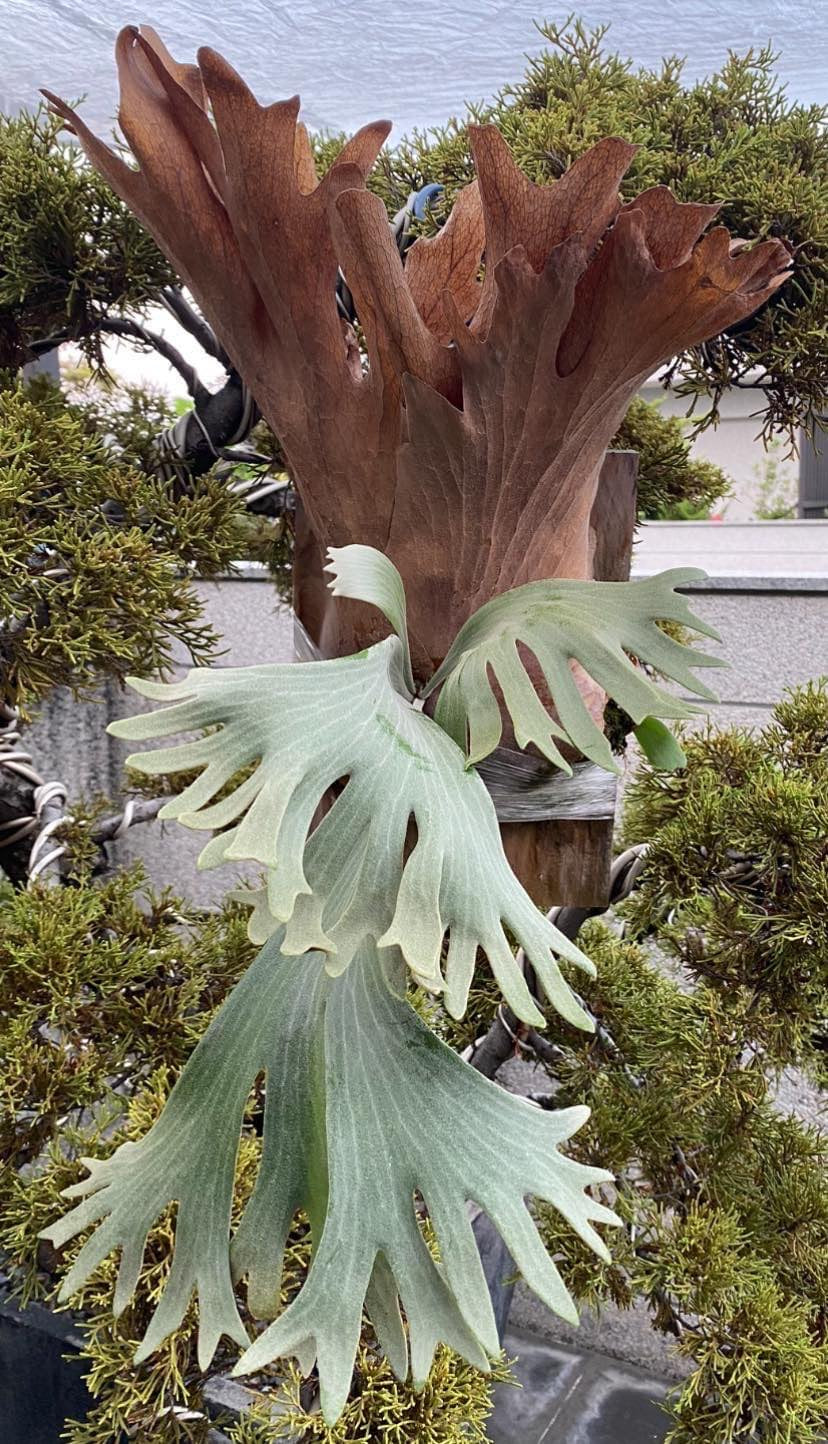 Platycerium Spring Snow - pup mounted on wood with mature brown shield fronds, displayed among bonsai branches in a home garden setting.