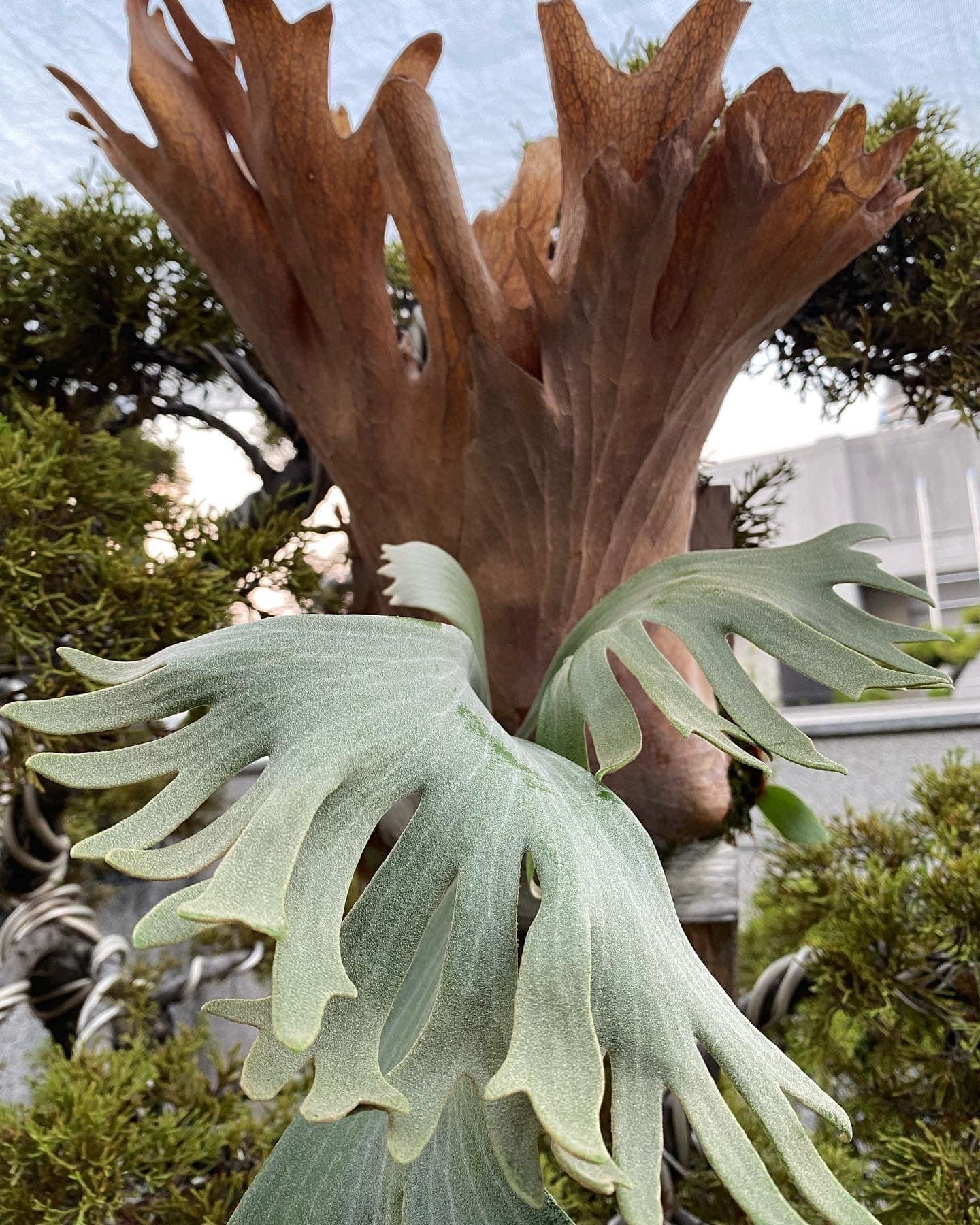 Close-up of Platycerium Spring Snow - pup showing silvery green fertile fronds and brown shield fronds, ideal for rare plant collectors.