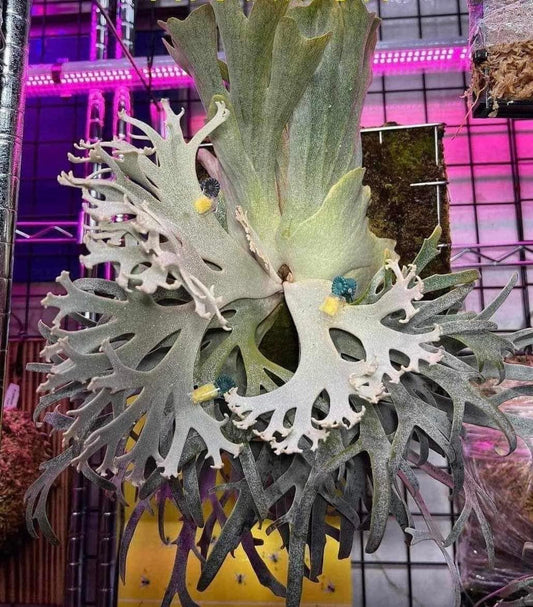 Platycerium Jenny #1 pup