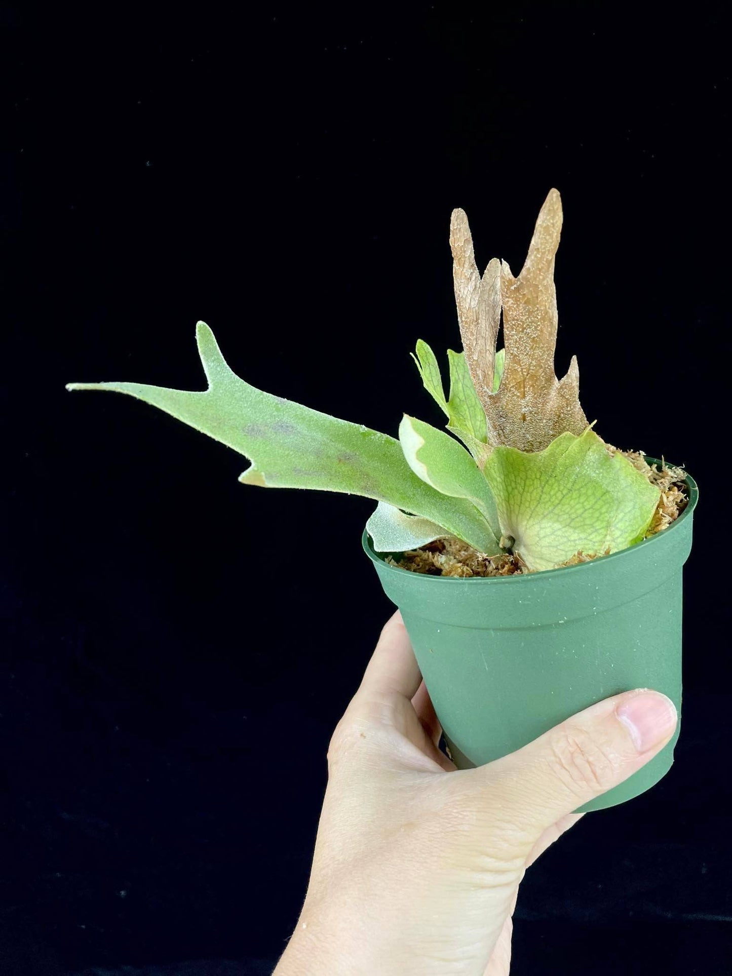 Young Platycerium Willinckii Plant - Lucky Girl pup in green nursery pot, perfect for propagation and home garden starters.