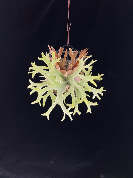 Platycerium Willinckii “Lucky Girl”