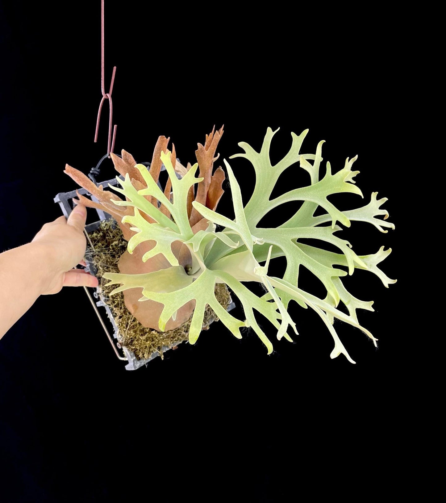 Platycerium Willinckii “Lucky Girl”