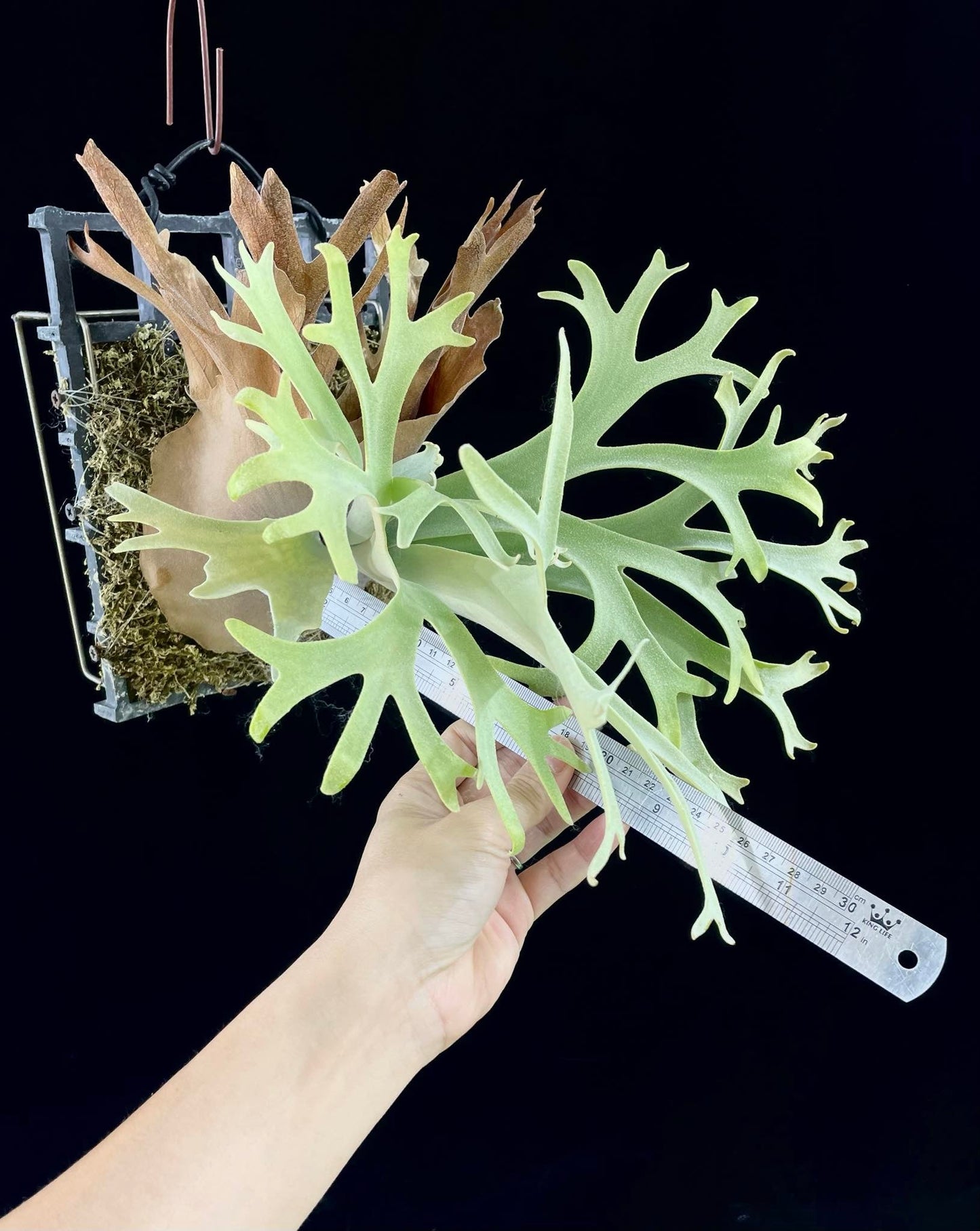 Platycerium Willinckii “Lucky Girl”