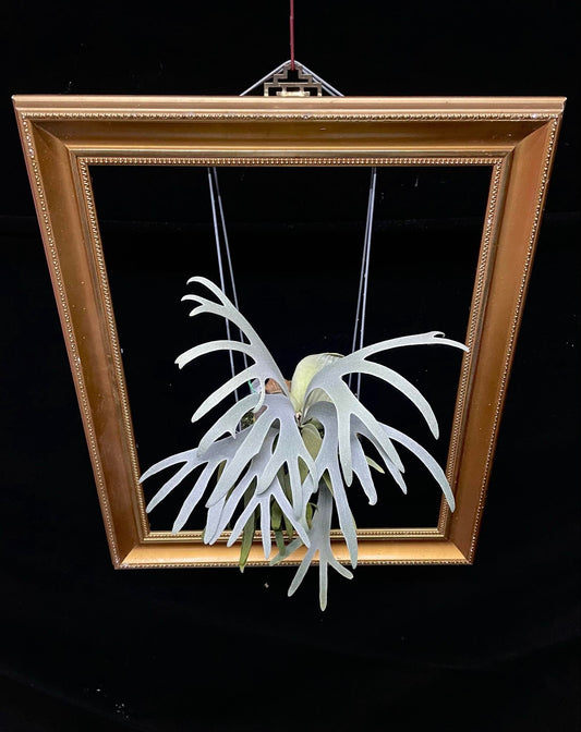 Platycerium Moonlight