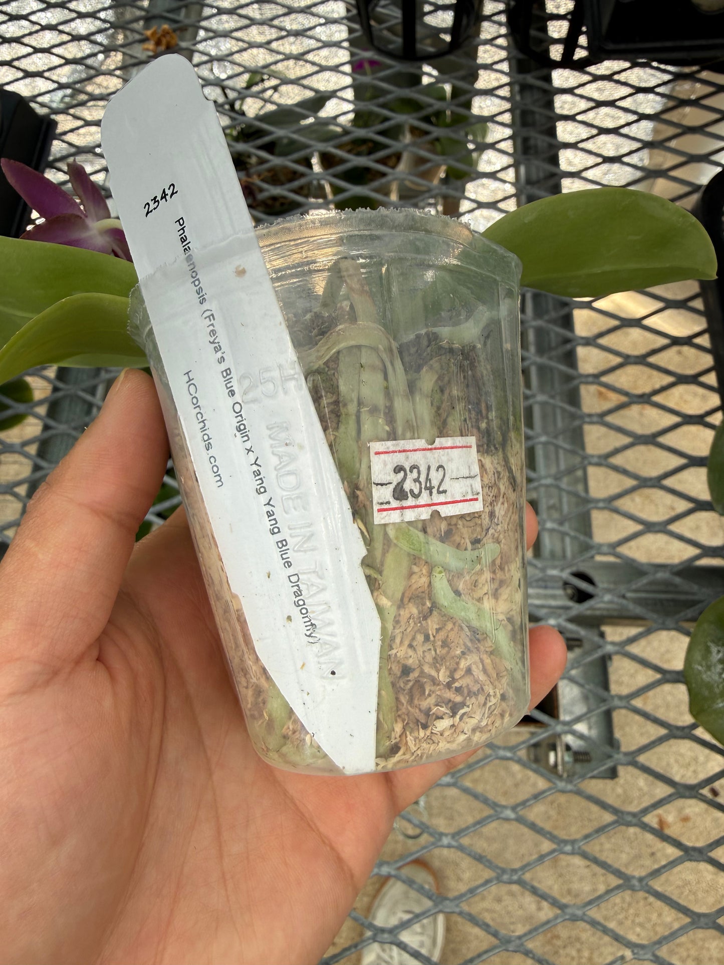 Phalaenopsis (Freya’s Blue Origin x Yang Yang Blue Dragonfly)
