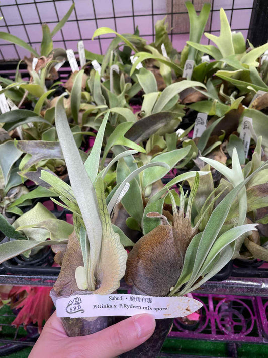 Platycerium Ginka x P. Rydeen spore