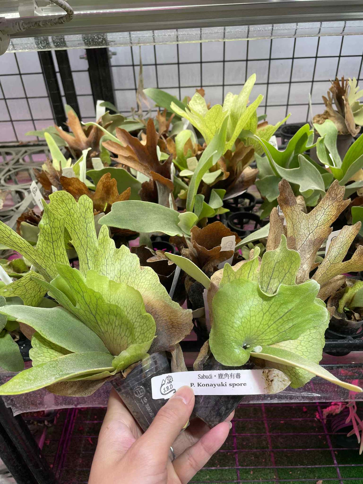 Platycerium Konayuki spore - P.Konayuki | Grow Exotics plant with vibrant green fronds in nursery pots, ideal for exotic home garden collections.