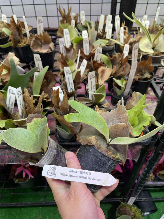 Platycerium Willinckii Pygmaeum x P. Willinckii Wild Cat spore