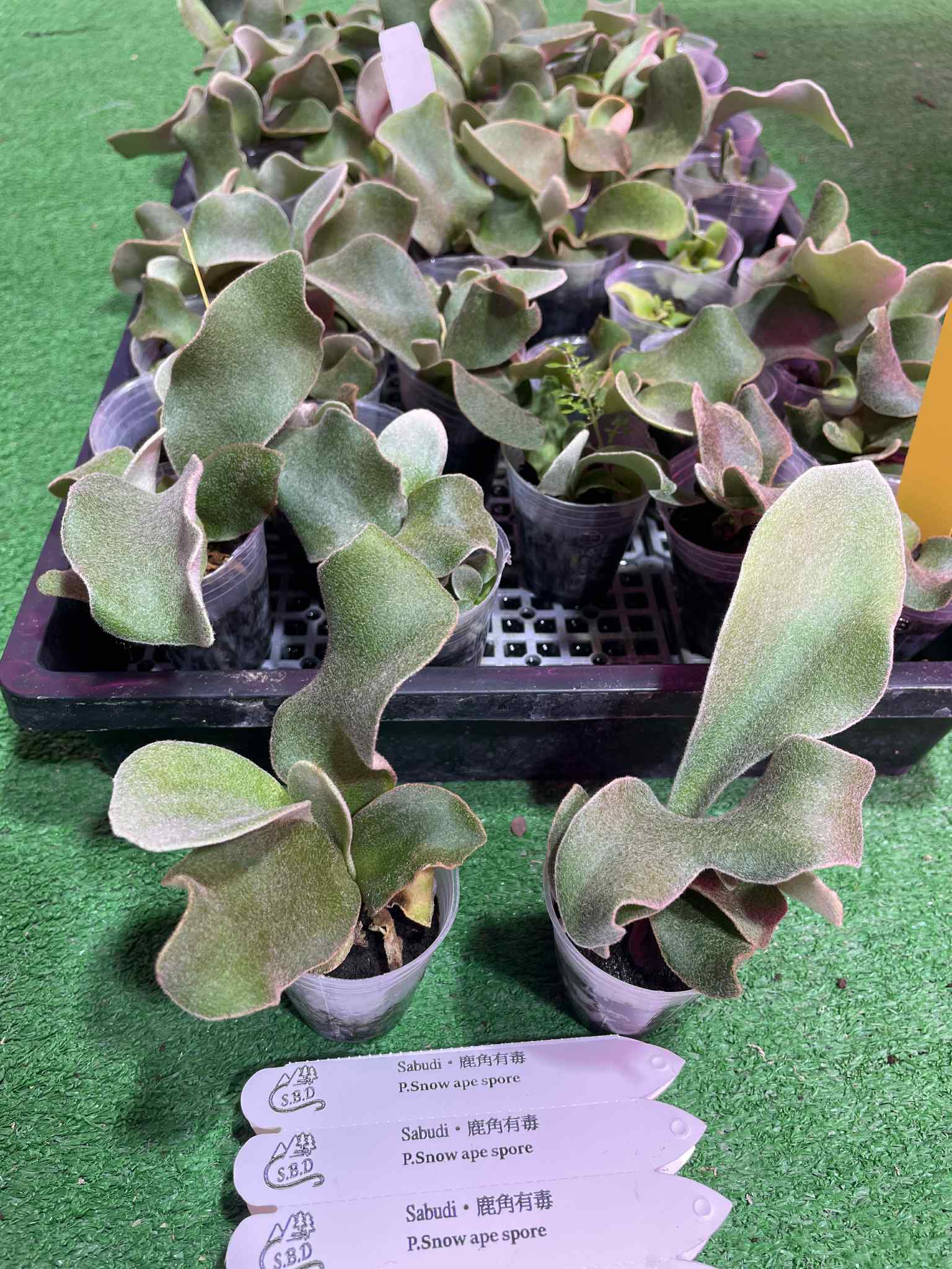 Platycerium Snow Ape spore mix seedlings in small pots, ideal for unique home garden plant growth. Labeled for plant enthusiasts and collectors.