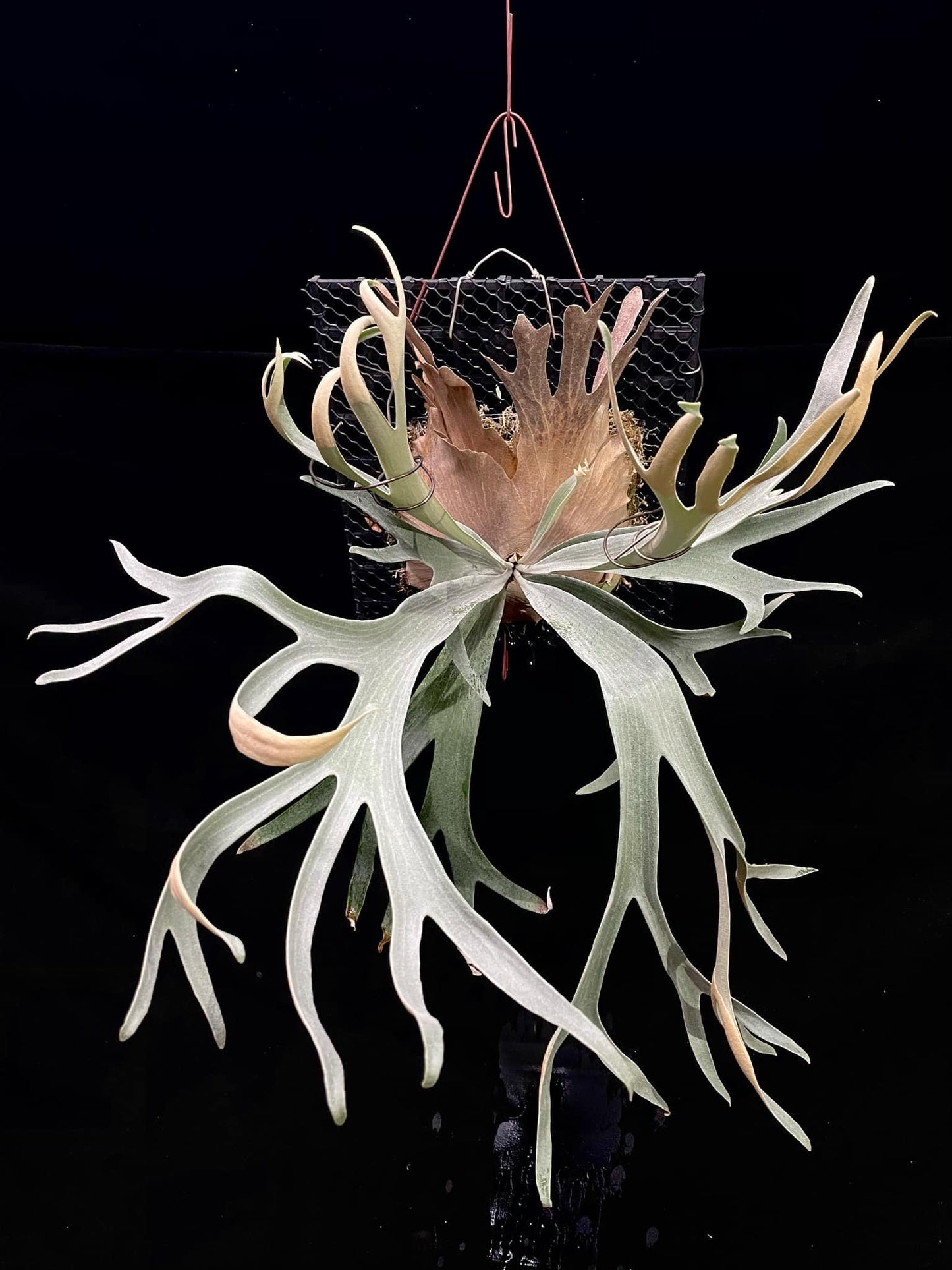 Platycerium White Hawk - Rare Collectible Staghorn Fern | Medium Size mounted on mesh, showcasing wide antler-like fronds for home garden decor.