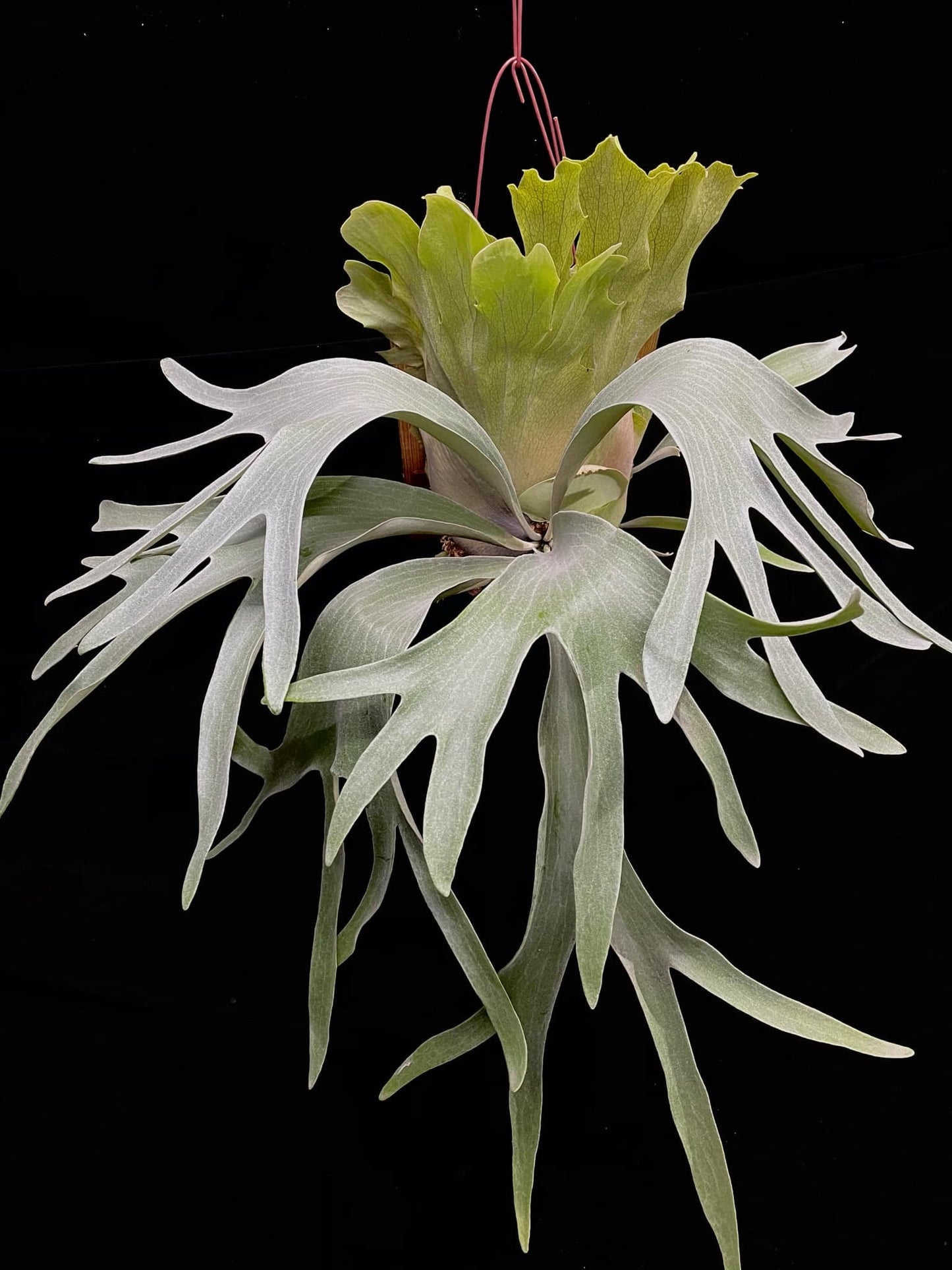 Platycerium Paul White