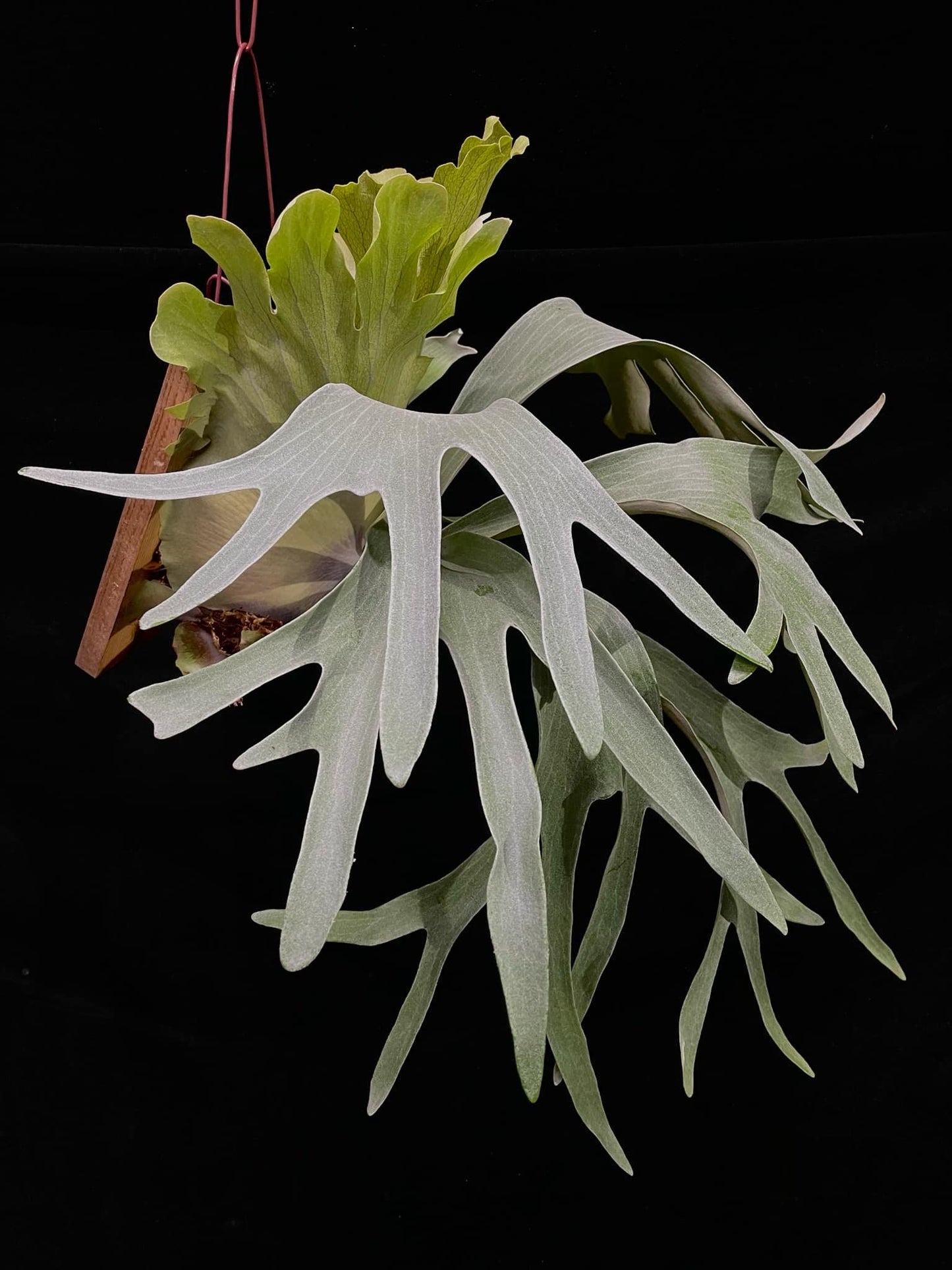 Platycerium Paul White