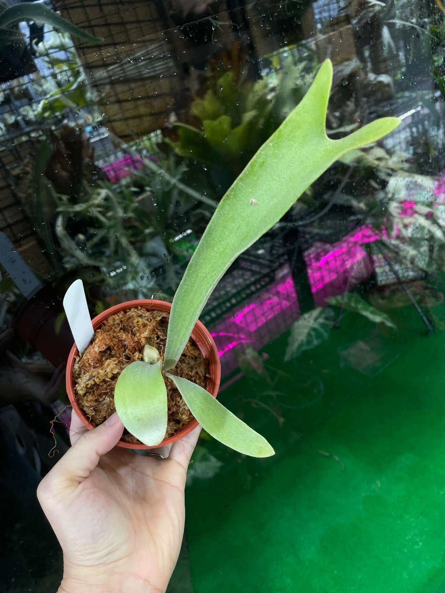 Platycerium Paul White