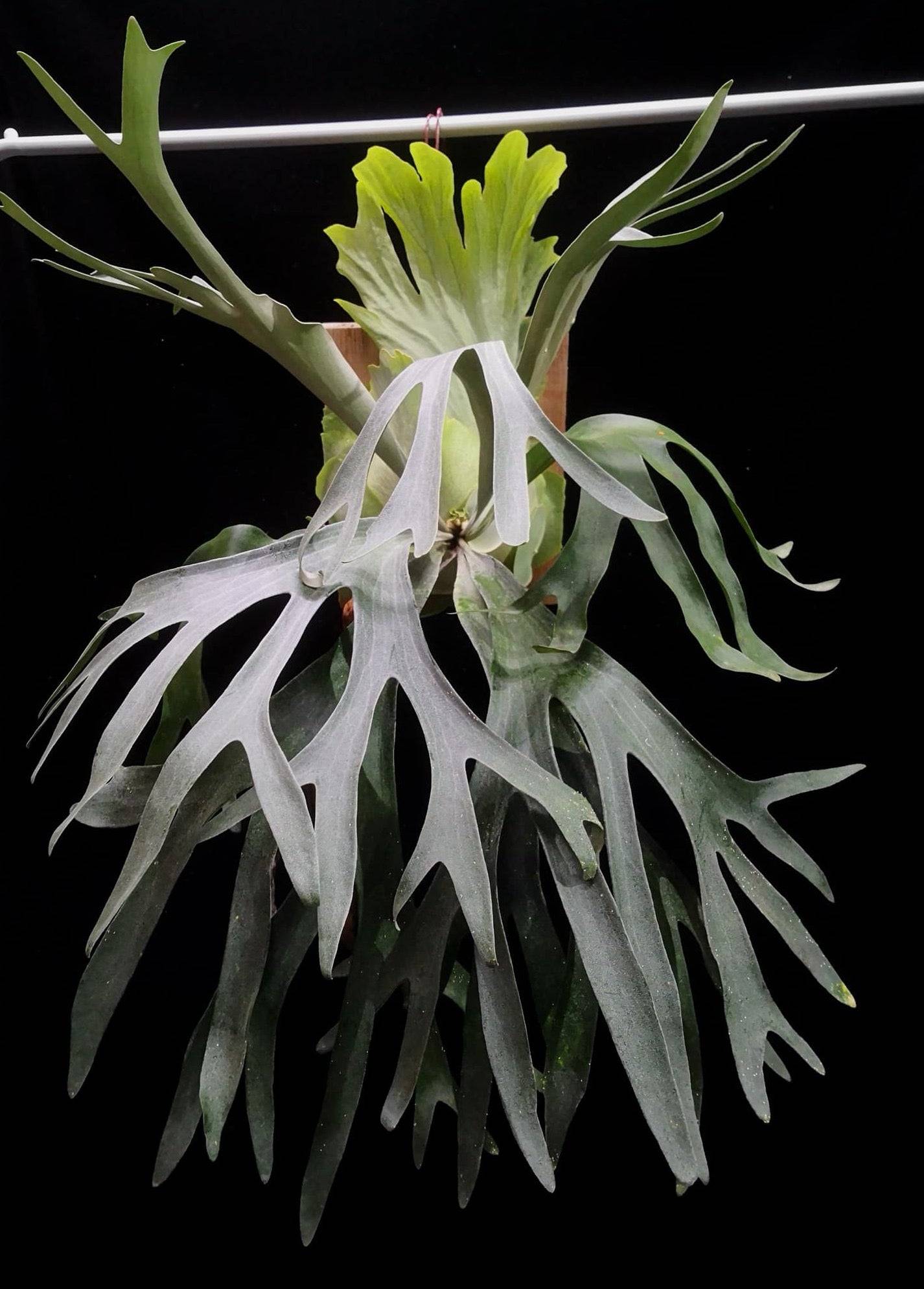 Platycerium Pegasus