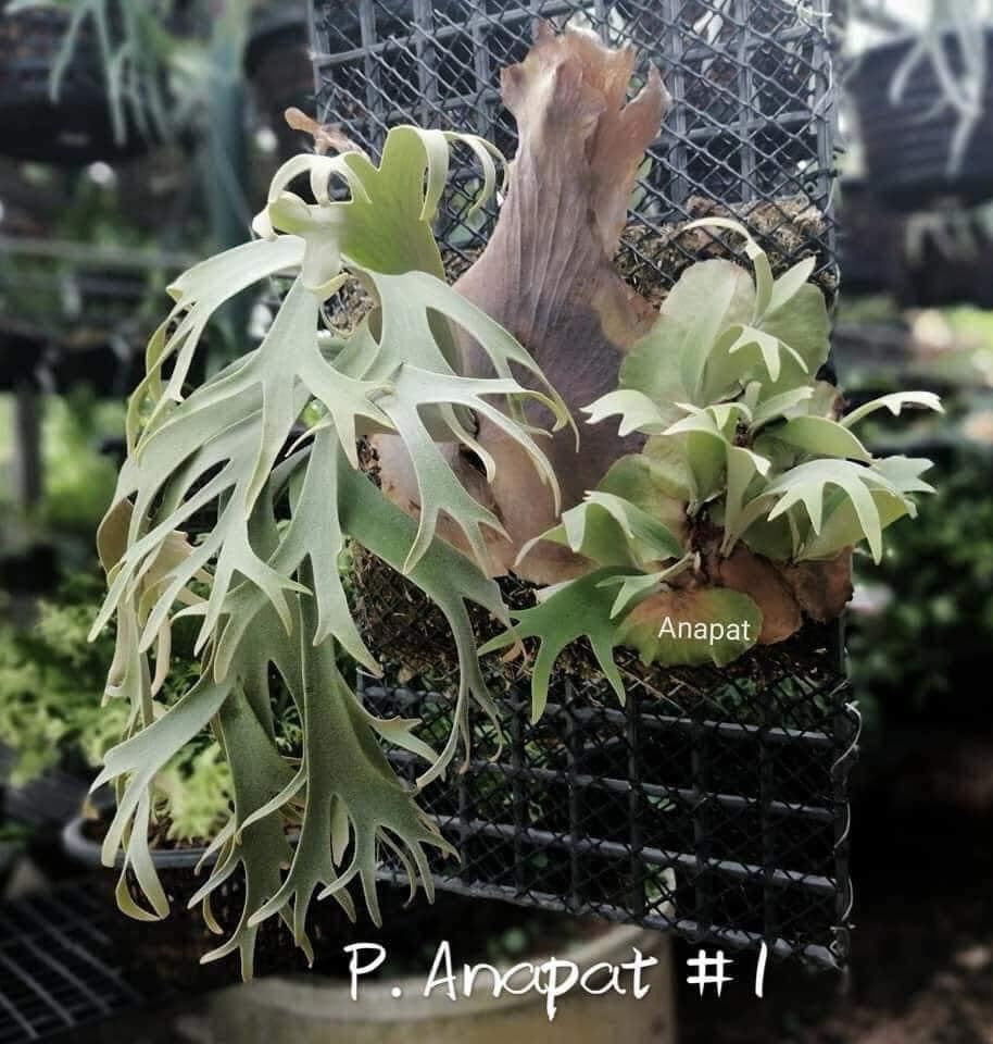 Platycerium Anapat#1