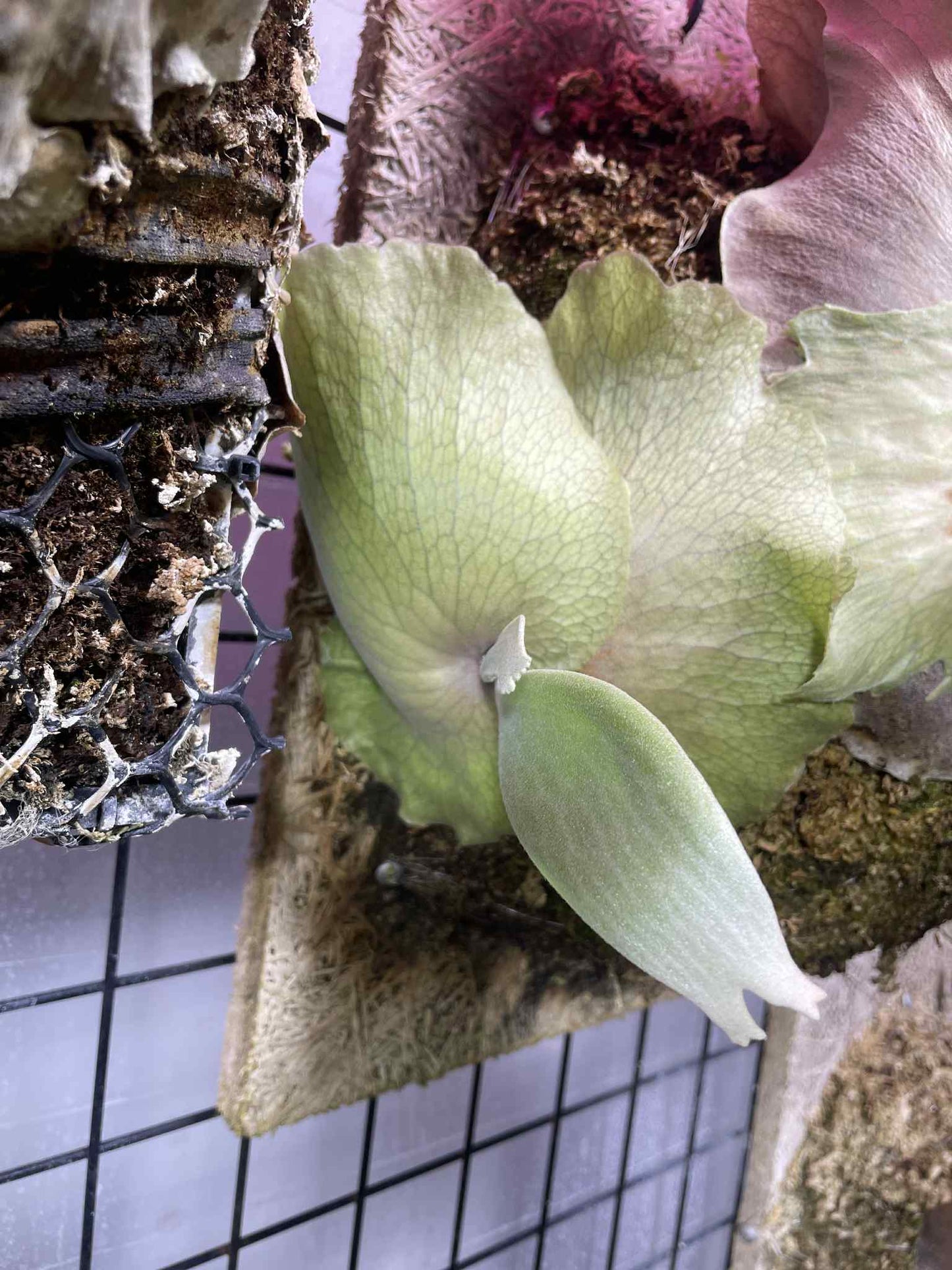 Young Platycerium Spring Snow - pup with developing shield frond on a moss mount, suitable for indoor plant enthusiasts and collectors.