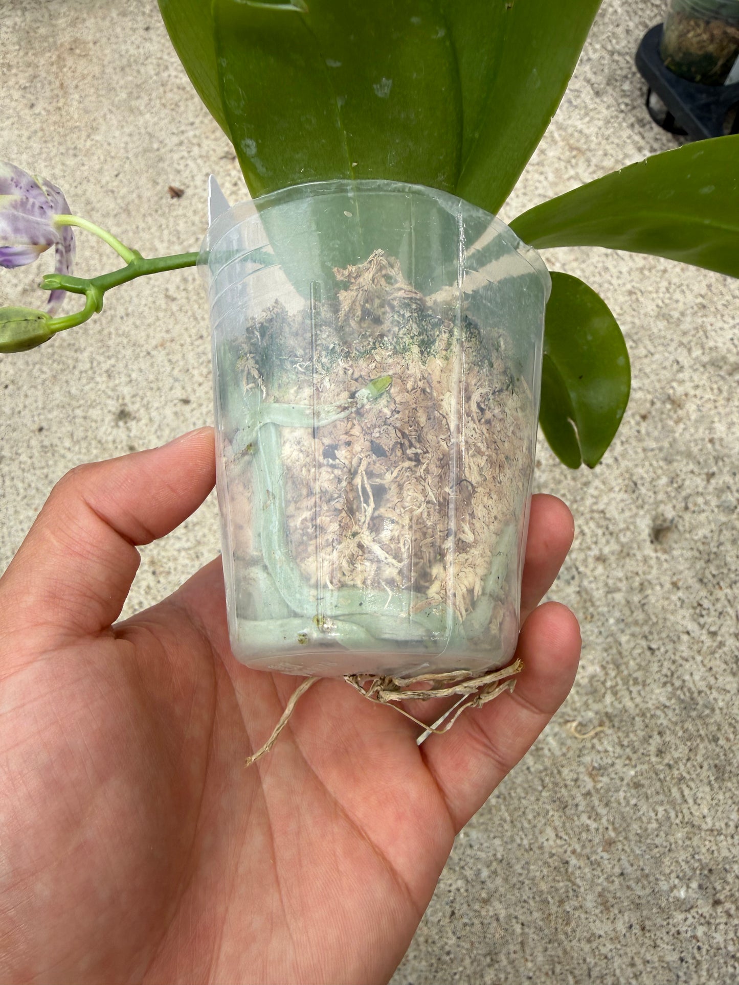 Phalaenopsis (Freya’s Blue Origin x LL Blue Spots)