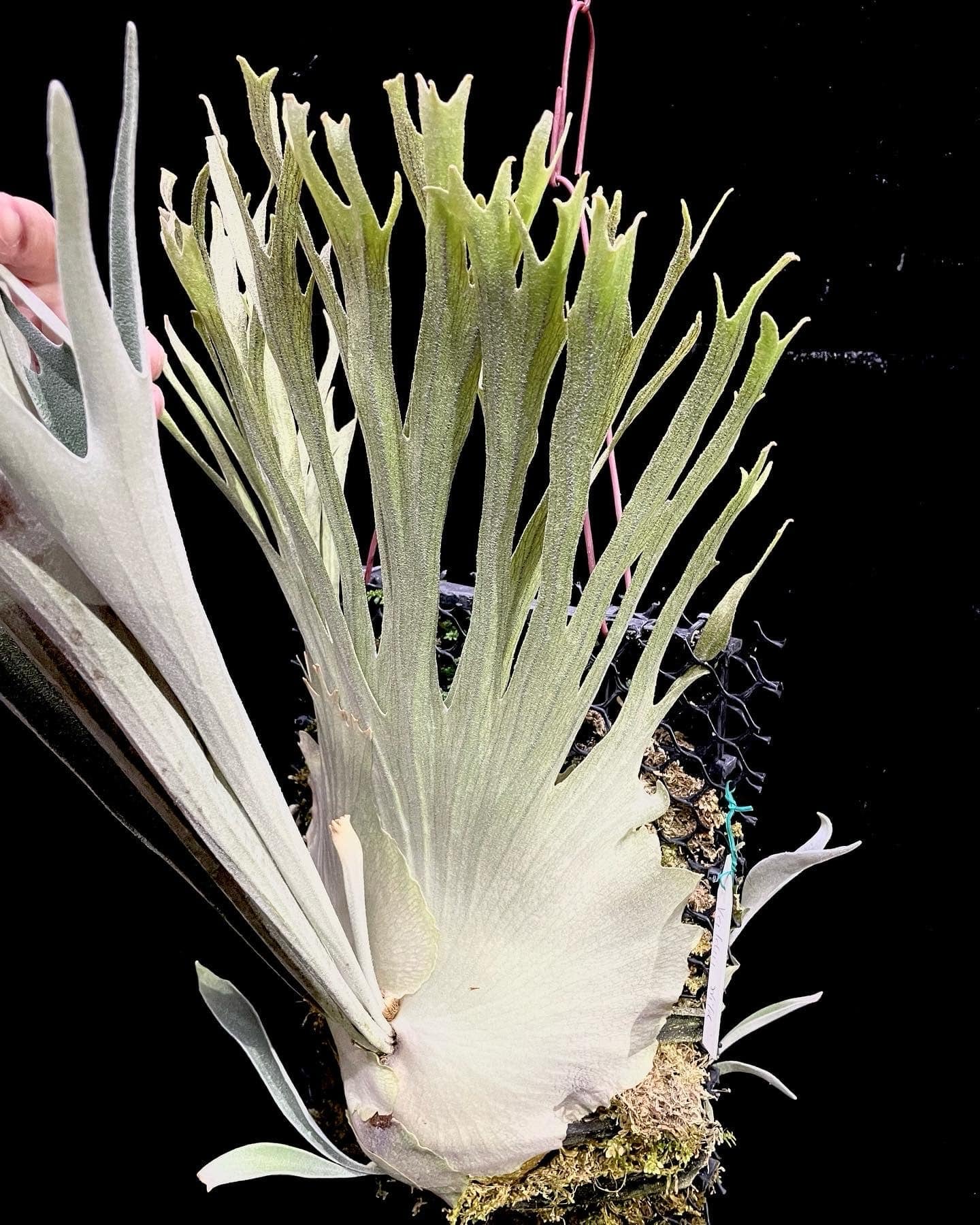 Platycerium Veitchii Wild SBD#7