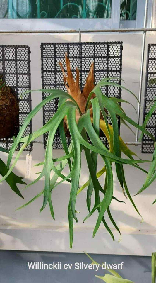 Platycerium Willinckii Dwarf Plant - Indoor Cultivar with silvery green fronds mounted on mesh, ideal for home garden collections.