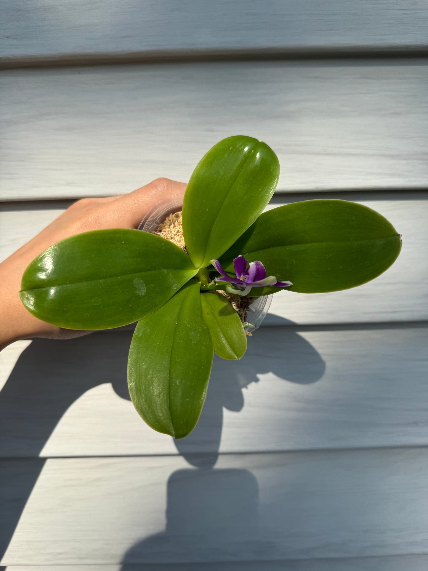 QA117-Phal. Jennifer Palermo X Phal. Mainshow Blue Elf