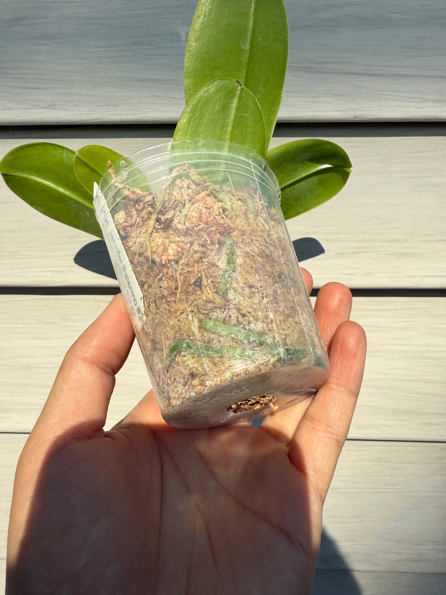 QA117-Phal. Jennifer Palermo X Phal. Mainshow Blue Elf