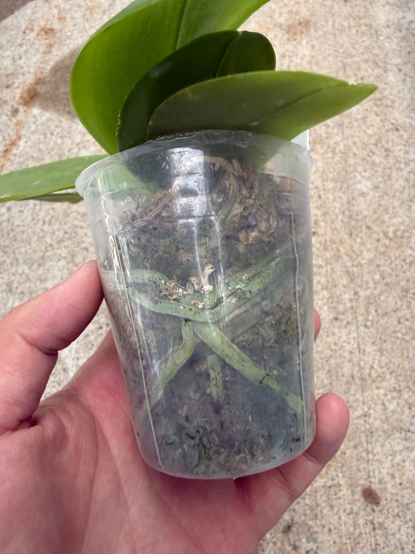 Phalaenopsis Freya’s Blue Dragon