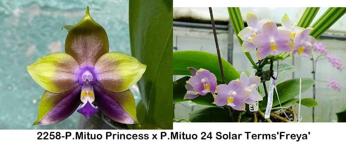 Phal. Freya’s Blue Dragon variegated
