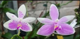 Phalaenopsis modesta x sib