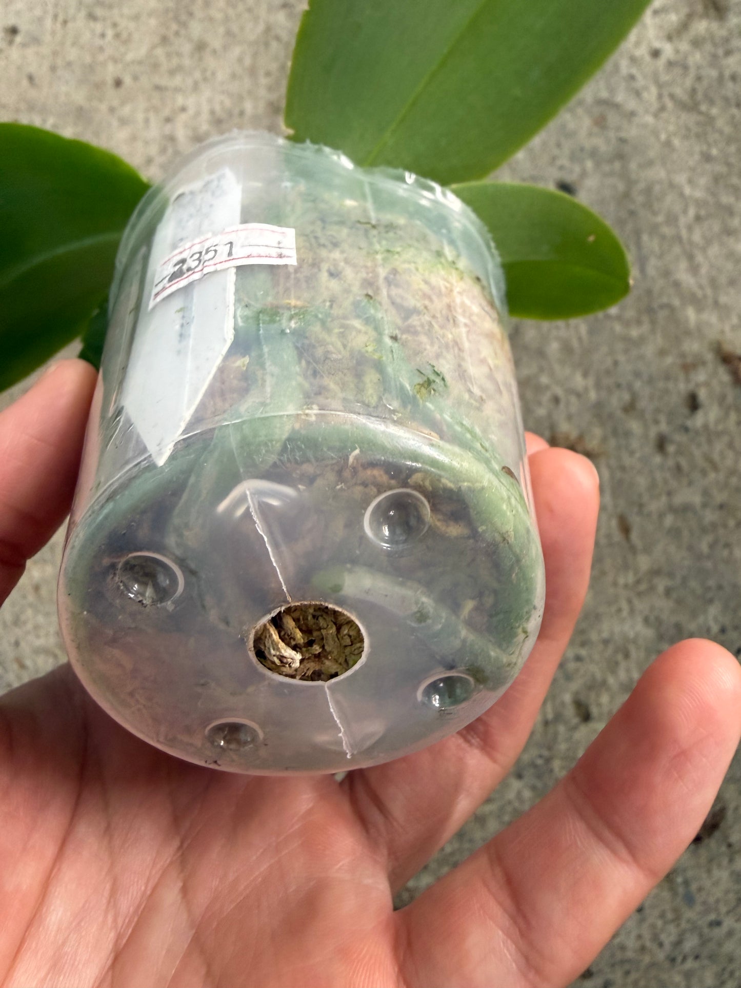 Phalaenopsis (Freya’s Blue Origin x LL Blue Spots)