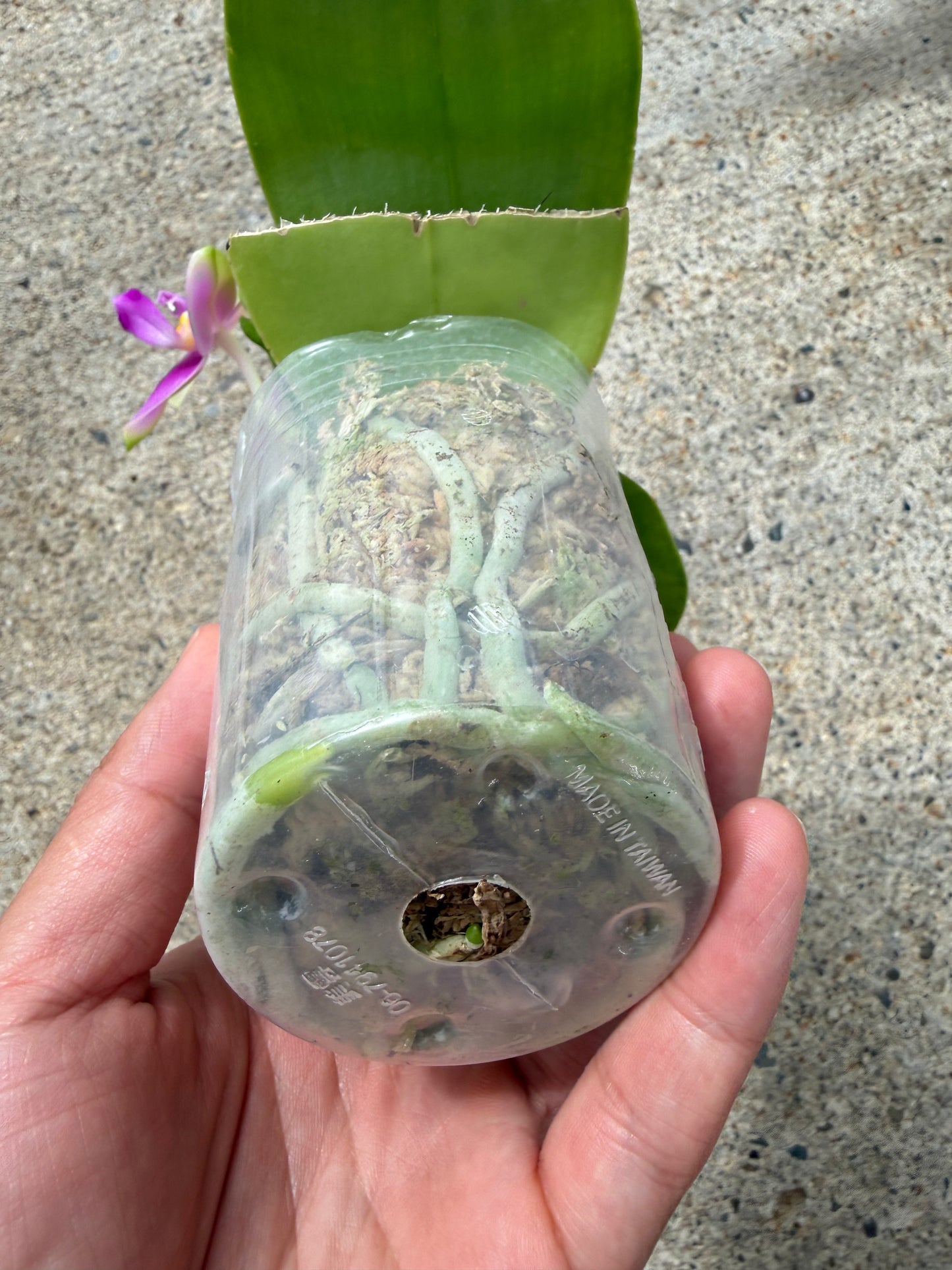 Phalaenopsis BKH 2353