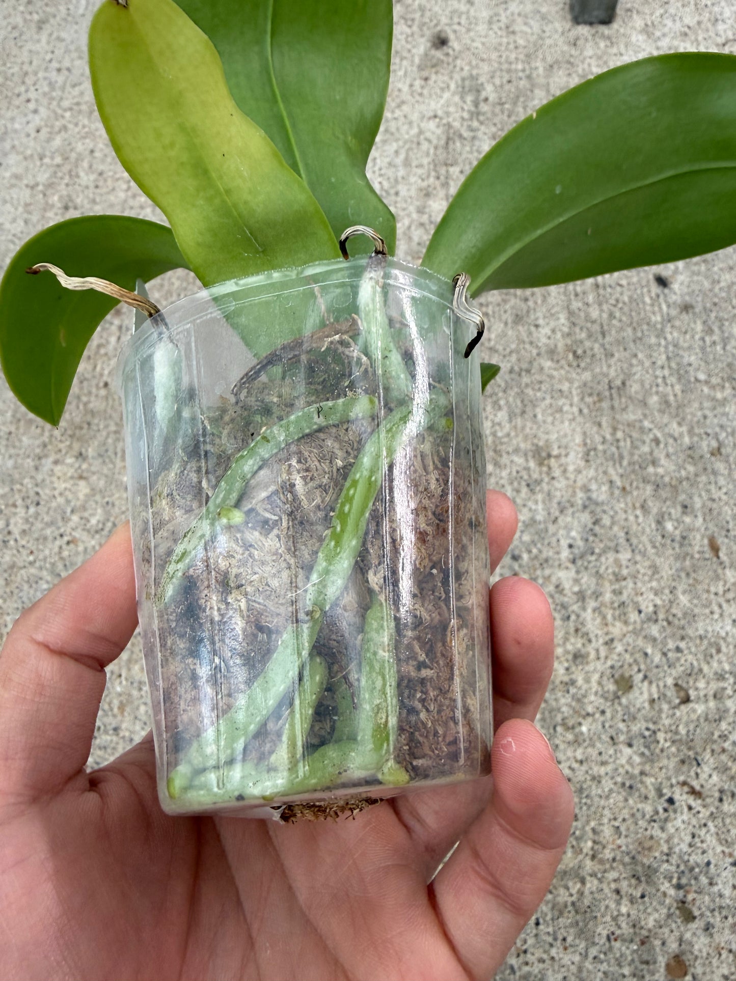Phalaenopsis (Mainshow Blue Elf x (LL Blue Cherry x LL Blue Eagle)