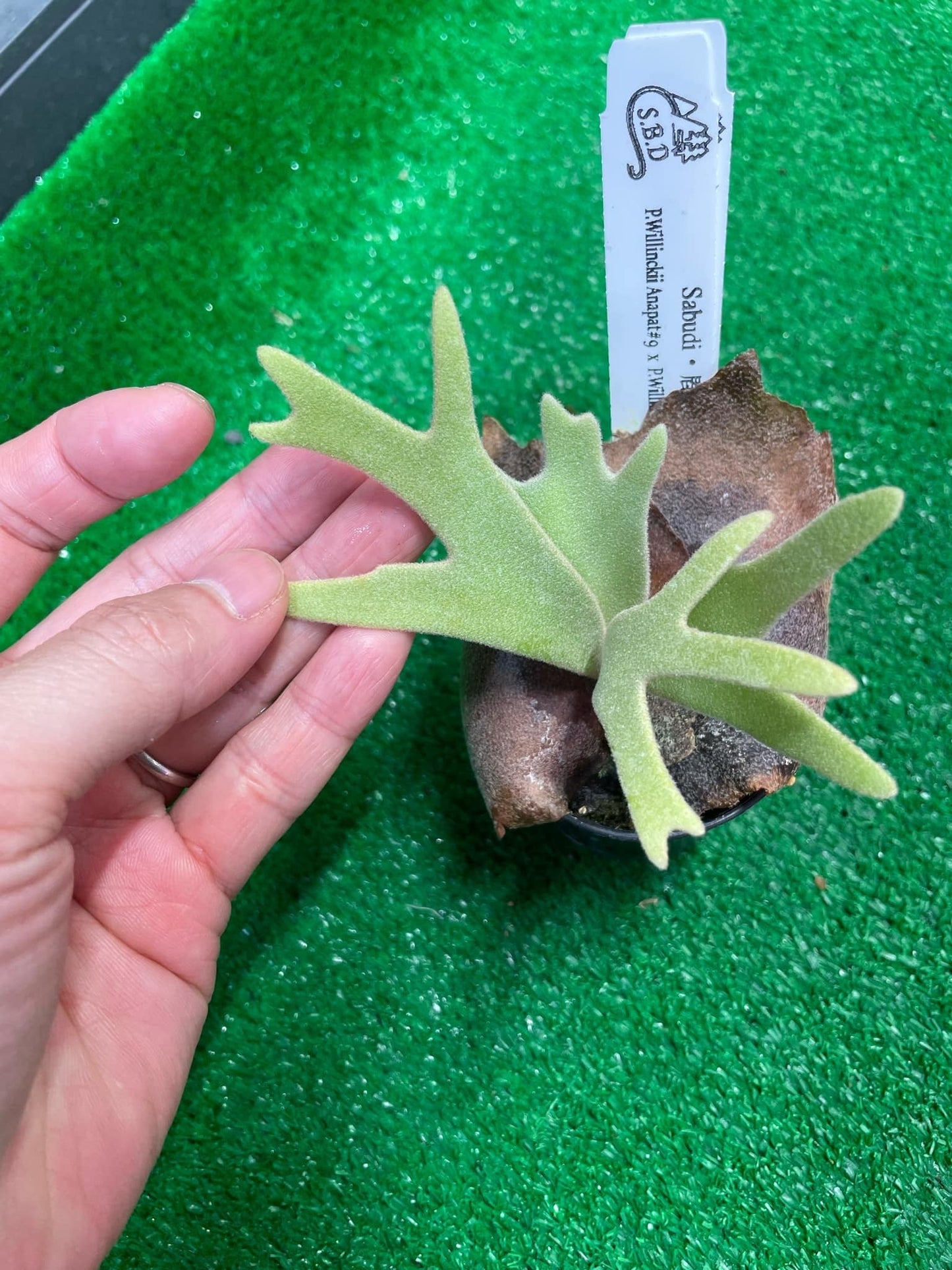 P. Willinckii Anapat #9 x P. Willinckii Yellow Moon spore ‘Select’