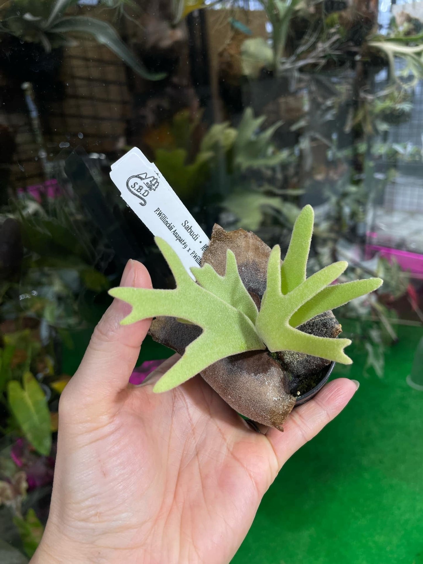 P. Willinckii Anapat #9 x P. Willinckii Yellow Moon spore ‘Select’
