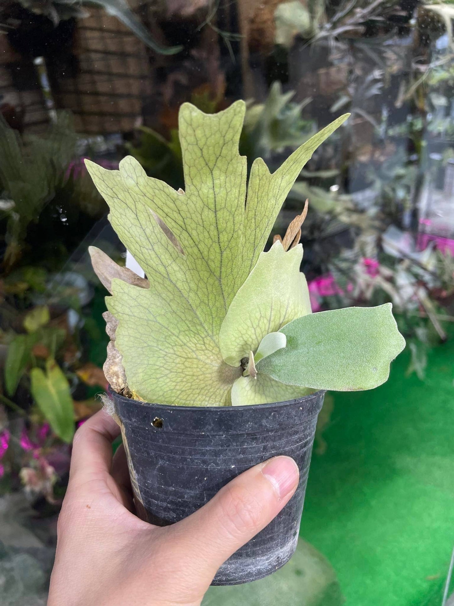 Platycerium Willinckii Pygmeau
