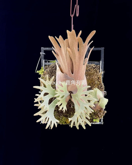 Platycerium Willinckii Yellow moon spore”Dwarf select “#48