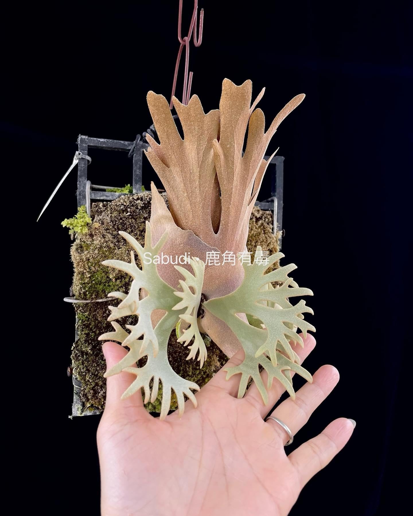 Platycerium Willinckii Yellow moon spore”Dwarf select “#48